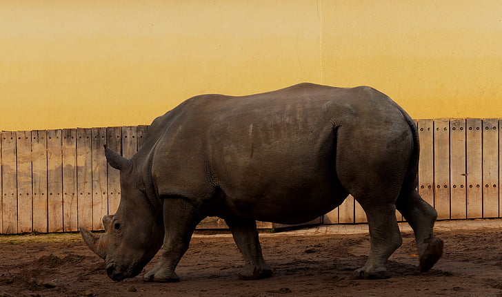 Rhino, zoo münster, tlustokožec, divoké zvieratá, Veľká hra, svet zvierat, Fotografie prírody