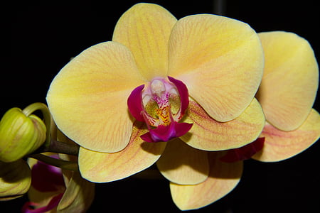 орхидея, жълто, цвете, цветя, красота, растителна, макрос