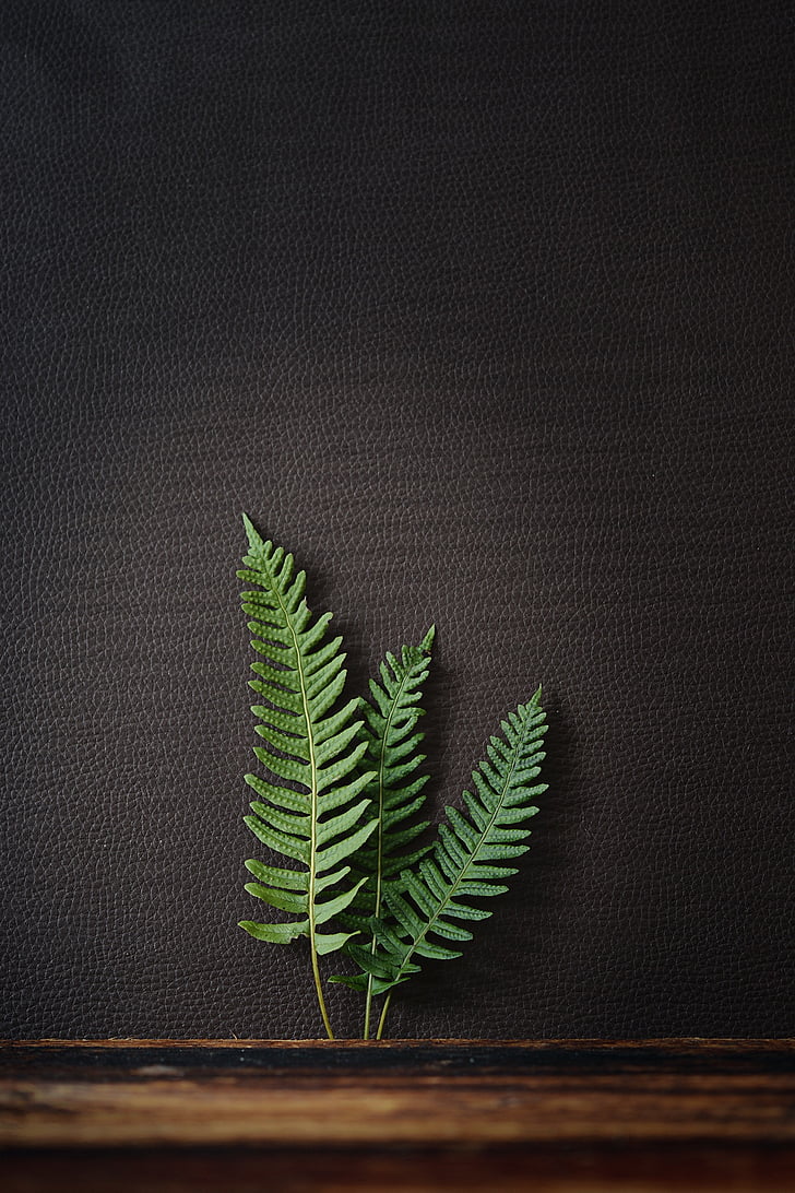 fern, plant, nature, fern plant, leaves, green, brown