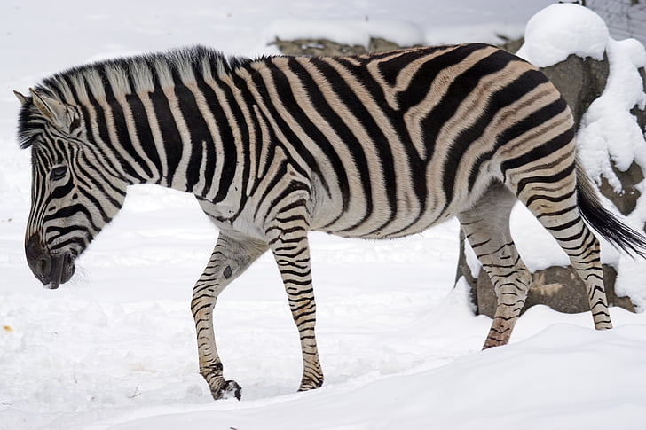 Zebra, Chapman steppe zebra, Perissodactyla, Als een paard, wildlife fotografie, sneeuw, winter