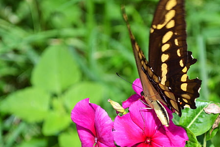 Motyl, kwiat, ogród
