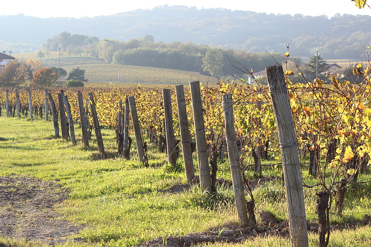 musim gugur, kebun anggur, anggur, bidang, hutan, alam, pertanian