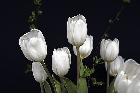 tulpaner, Tulip flower, blommor, vit, grön, blomma, naturen