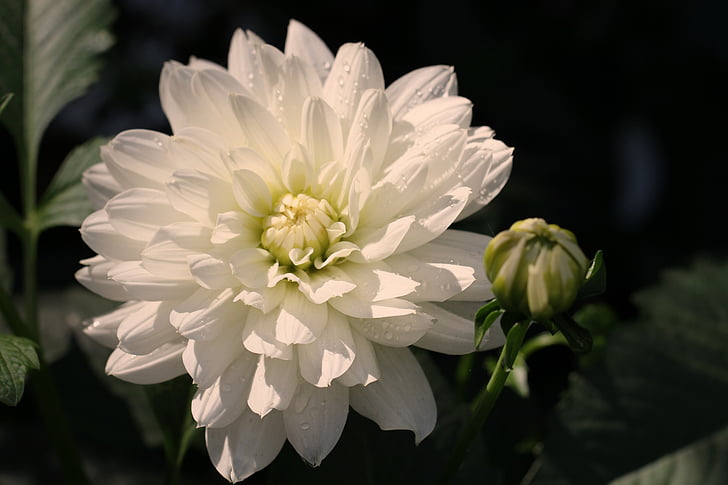 Dahlia, valge, õis, Bloom, lill, Dahlia Aed, lilleaed