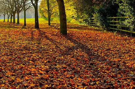 秋, シーズン, 葉, 色, バック グラウンド, コラージュ, 自然