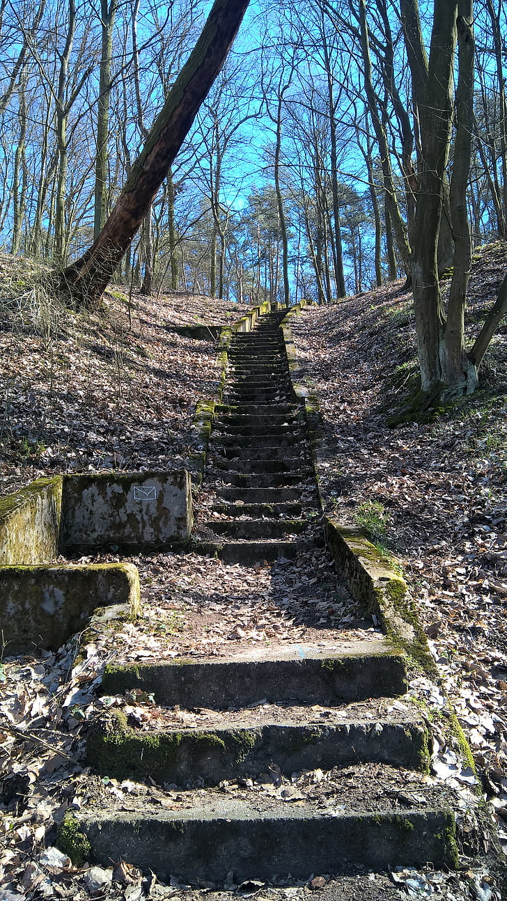 erdő, lépcsők, régi, fa, lombozat