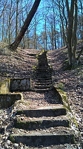 erdő, lépcsők, régi, fa, lombozat