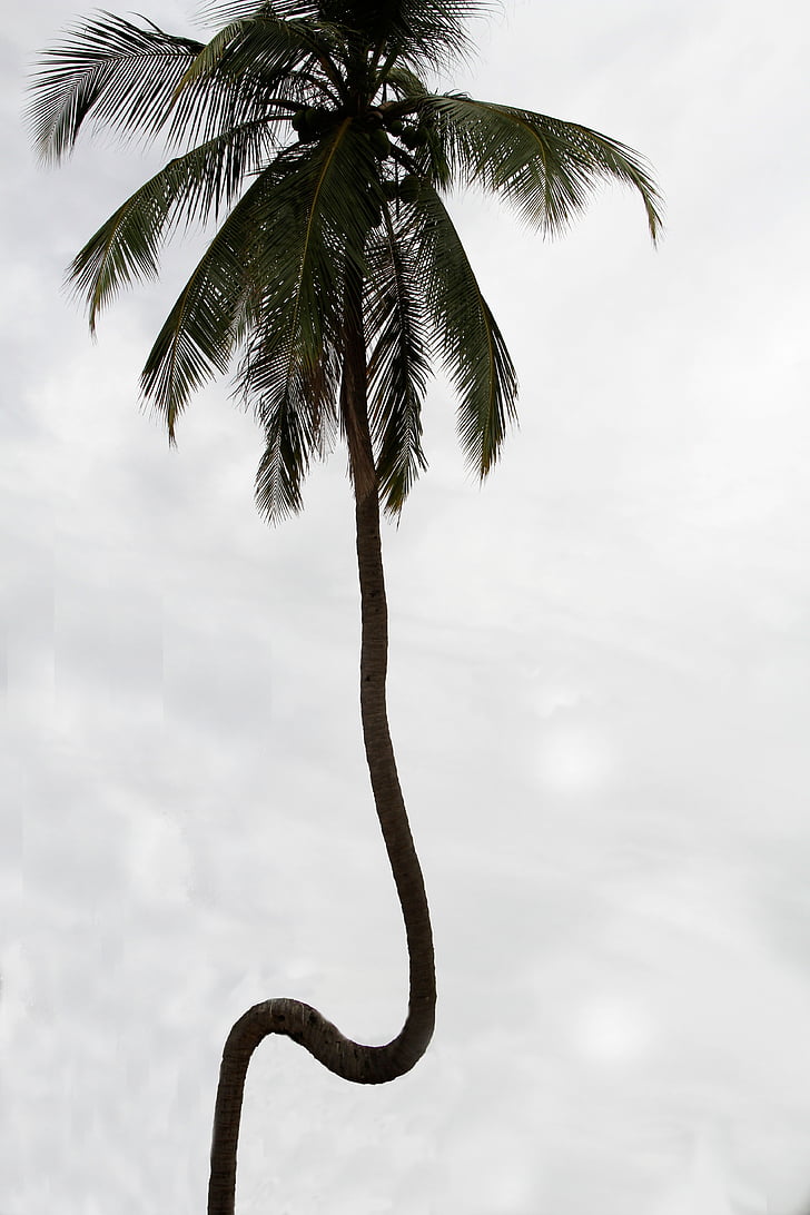 Sri, Lanka, alam, laut, kelapa, kelapa, kelapa
