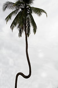 sri, lanka, nature, sea, coconut palm, coconuts, coconut
