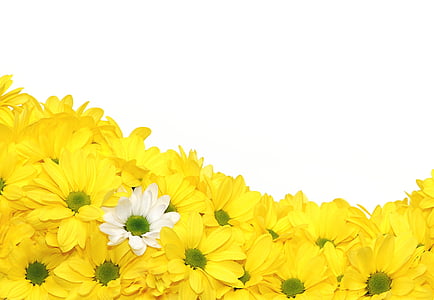 flowers, chrysanthemums, yellow, ornamental plant, bloom, chrysanthemum, grandifloraum