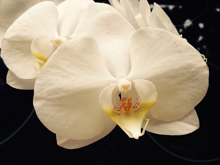 orchidea, biela, kvet, kvet, kvet, rastlín, makro