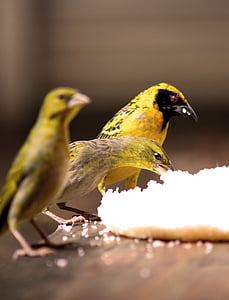 Vogelbeobachtung, Vögel, Essen, Vögel füttern, Natur, beobachten, Tierwelt