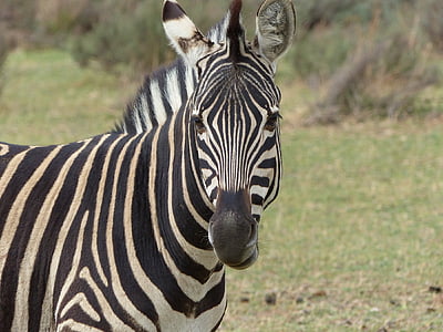 zebra, looking, head, standing, nature, wildlife, mammal