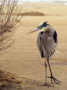 con chim, động vật, Nhiếp ảnh động vật, Blue heron, bờ biển chim, một trong những động vật, động vật hoang dã
