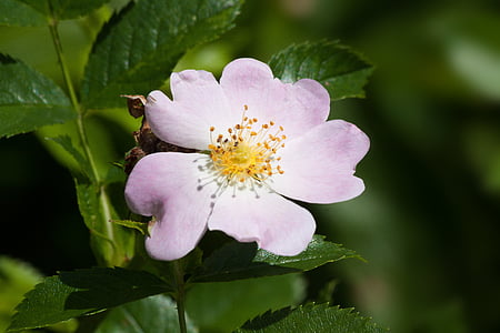 Rose, rose sauvage, blanc, Purple, composites, Blossom, Bloom