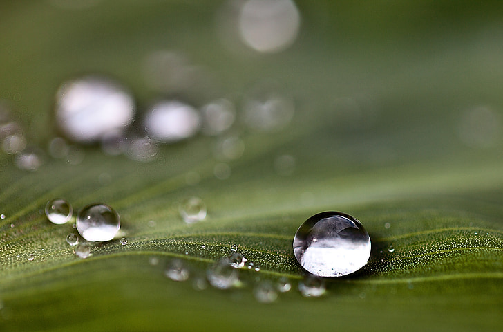 gotes, gotes d'aigua, l'aigua, gotes de pluja, natura, després de la pluja, factura