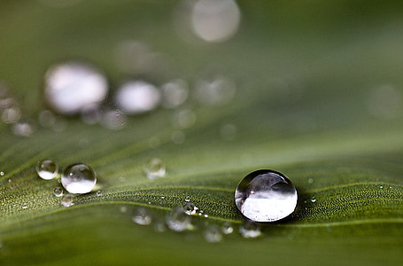 kvapky, kvapky vody, vody, kvapky dažďa, Príroda, po daždi, faktúry