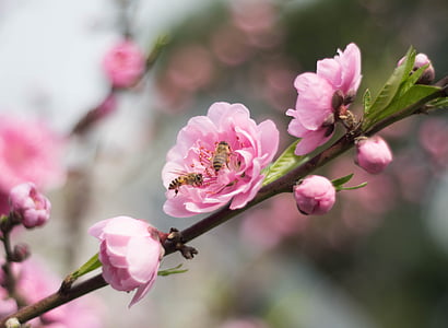 abeille, fleur de prunier, collecte de nectar