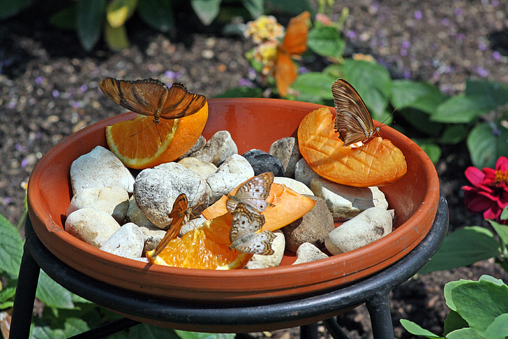 frugt, sommerfugl, forår, orange, Sød, blomstermotiver, natur
