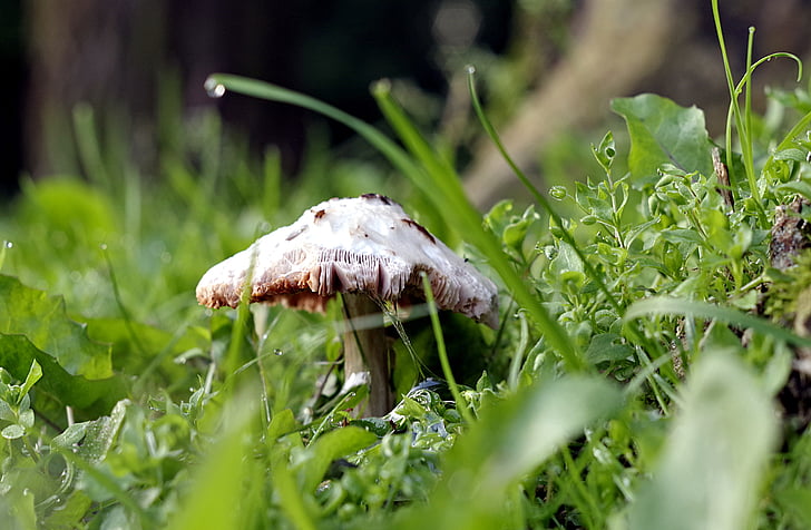 mushroom, grass, macro, single, forest, lawn, meadow