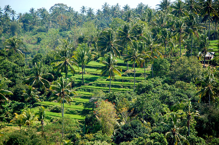 rizs mezők, Bali, utazás