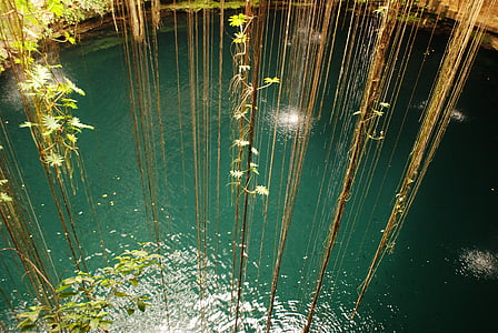 džungle, voda, Já?, oceán, rybník, jezero, datový proud