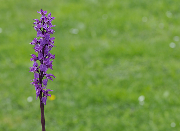 Orchid, anlegget, spisse blomst, fiolett, natur, Lukk