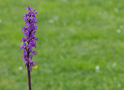 Orquídea, planta, Punta flor, violeta, naturaleza, cerrar