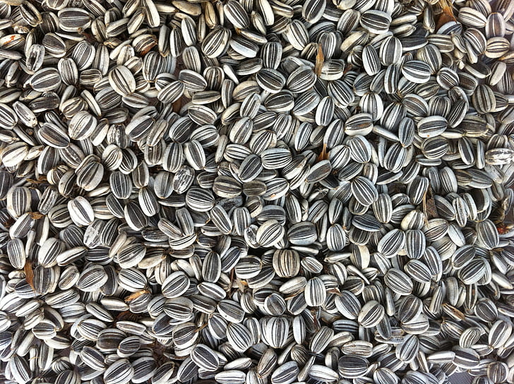 sunflower seeds, food, agriculture, organic, nature, natural