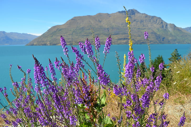езерото wanaka, Нова Зеландия, езеро, природата, пейзаж, околна среда, лилаво