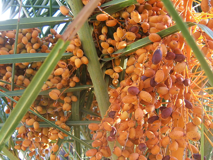 dates, palm tree, leaves, seeds, fruit, green, plant