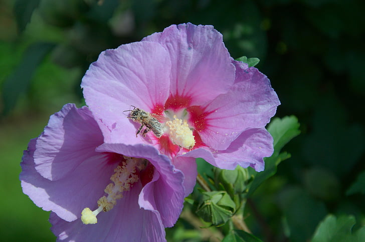 хибискус, Буш, цветен прашец, пчела