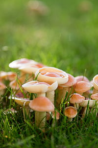 mushrooms, meadow, autumn, raindrop, nature, forest, small
