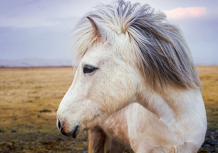 poni, cavall, Islàndia, animal, valent, paisatge, granja