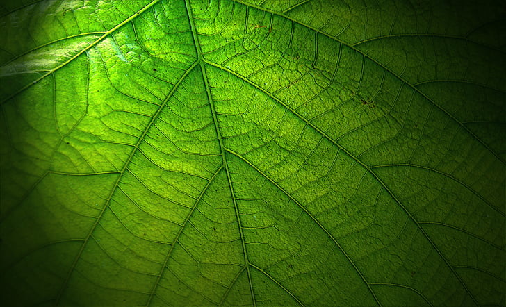 Leaf, veľký, Príroda, veľké listy, Zavrieť, rastlín, žily