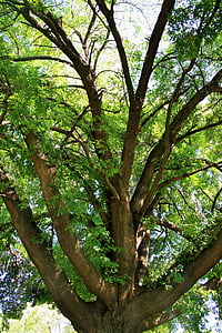 árvore de carvalho, árvore, Carvalho, Majestic, velho, Grand, Grande