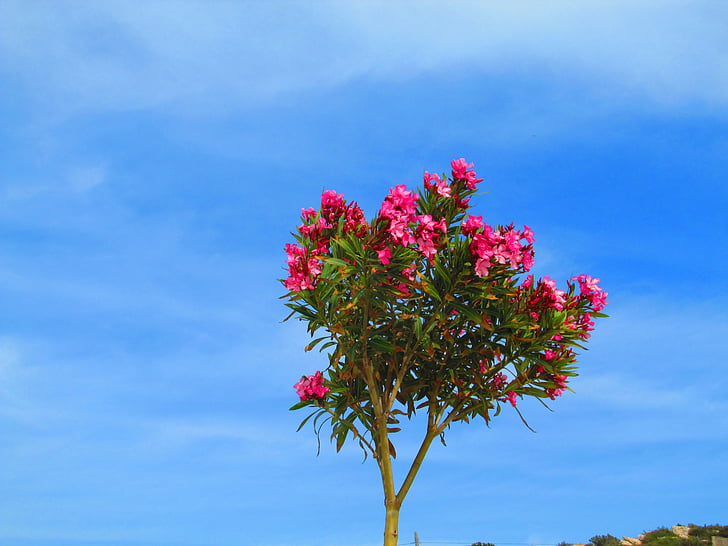 Oleander, piros, bäumchen, virágok, rózsaszín, kék ég