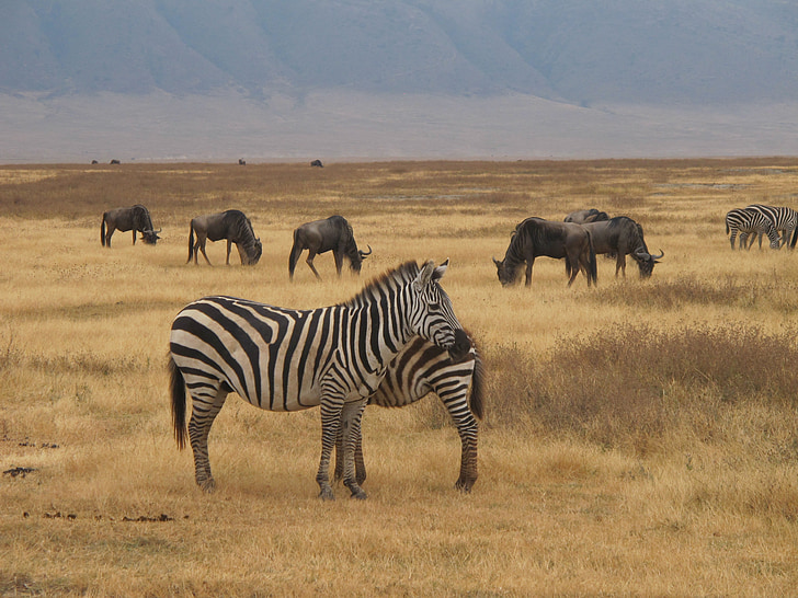 Zebra safari, Ngorongoro, naturen, Safari, resor, Park, Savannah