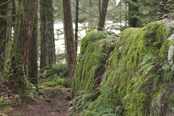 Moss, jungle, Rock, Trail, natur, skov, træ