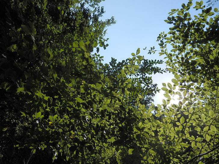 tree, nature, natural, green, woods, sun, sunlight