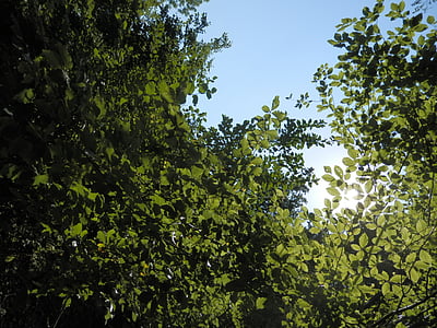 δέντρο, φύση, φυσικό, πράσινο, ξύλα, Ήλιος, ηλιακό φως