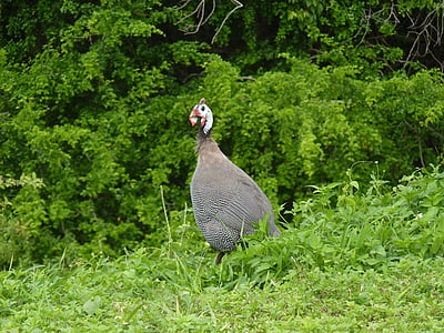 guinea fowl, guadeloupe, poultry, bird pasture