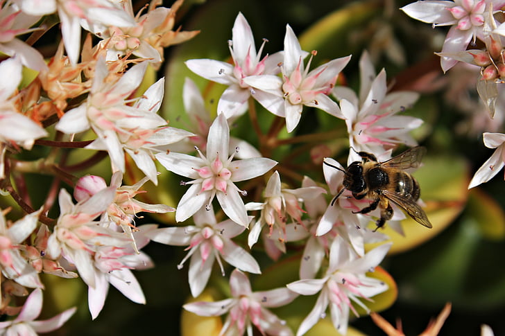 bloem, Bee, honing, Middellandse Zee, veld, Wild, macro