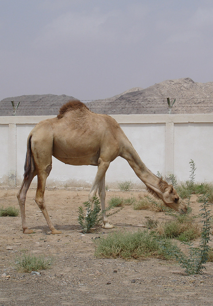 καμήλα, έρημο, ζώο, άγρια φύση, άγρια, Ζωολογία, θηλαστικό