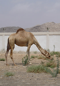 camelo, deserto, animal, vida selvagem, selvagem, Zoologia, mamífero