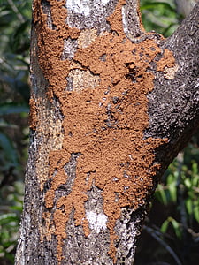 termite, tree, mound, wood, pest, insect, environment