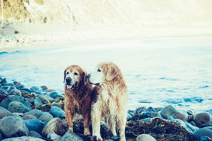 dva, zlatý, retrívr, psi, stojící, pobřeží, Délka dne