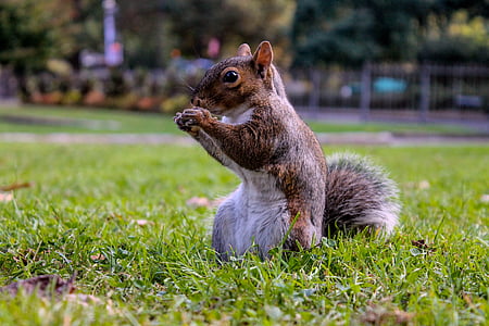 squirrel, landscape, nature, eat, nut, animal, grass