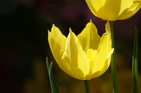 Tulip, jaune, fleur, printemps, floral, nature, Blossom
