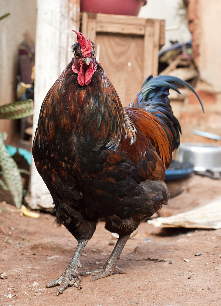rooster, africa, chicken, bird, farm, chicken - Bird, animal